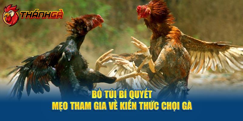 Bỏ túi bí quyết mẹo tham gia về kiến thức chọi gà