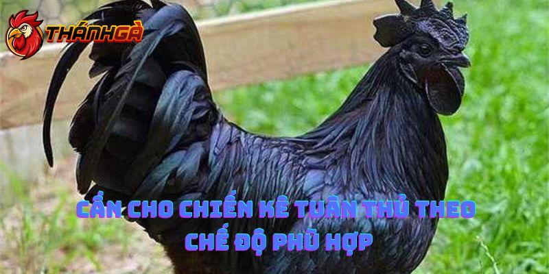 Cần cho chiến kê tuân thủ theo chế độ phù hợp