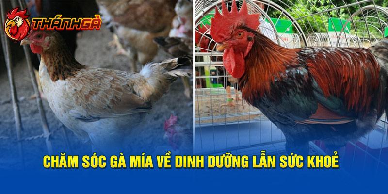 Chăm sóc gà mía về dinh dưỡng lẫn sức khỏe