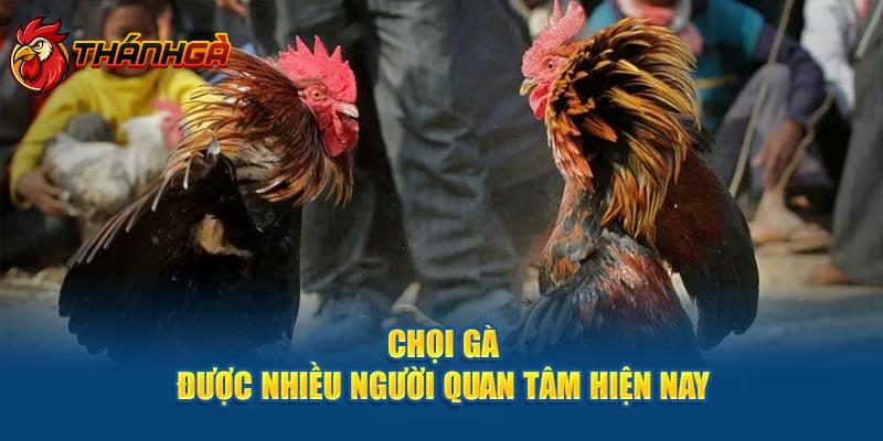 Chọi gà được nhiều người quan tâm hiện nay