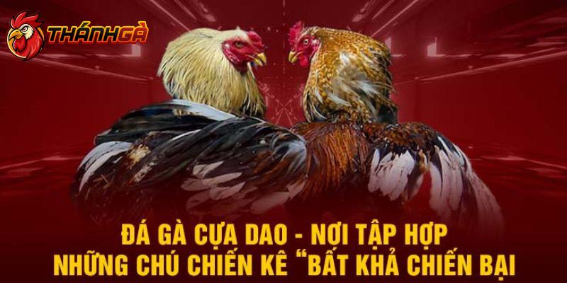 Chuyên mục đá gà cựa dao được ưa chuộng hiện nay