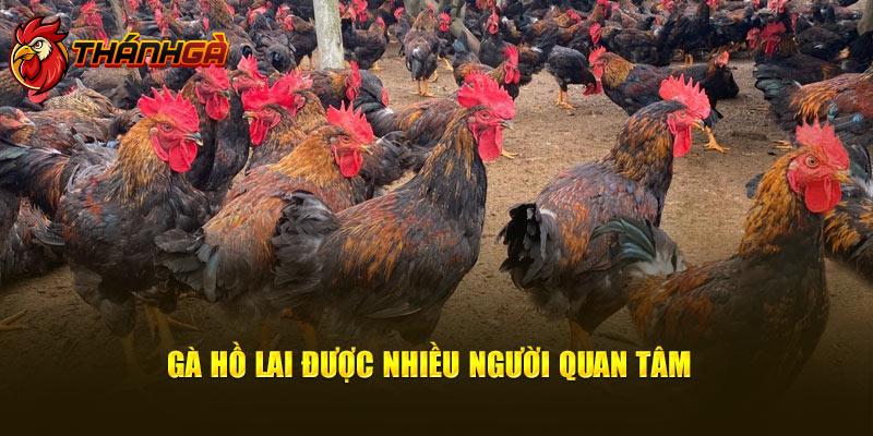 Gà Hồ Lai được nhiều người quan tâm