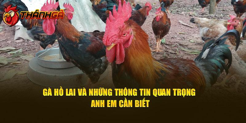 Gà Hồ Lai Và Những Thông Tin Quan Trọng Người Chơi Cần Biết