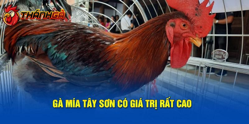 Gà mía Tây Sơn có giá trị rất cao