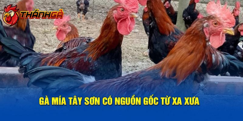 Gà mía Tây Sơn có nguồn gốc từ xa xưa