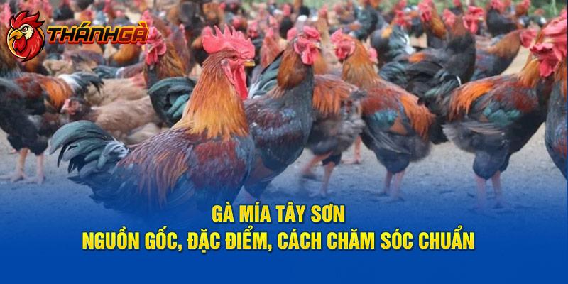 Gà Mía Tây Sơn - Nguồn Gốc, Đặc Điểm, Cách Chăm Sóc Chuẩn