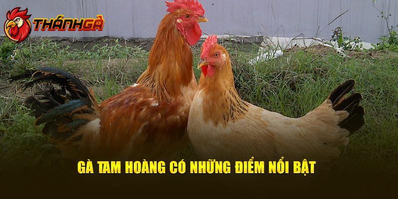 Gà Tam Hoàng có những điểm nổi bật