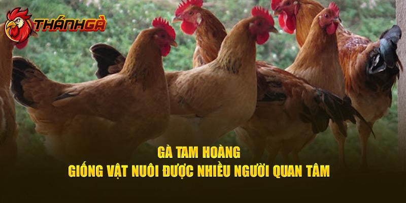 Gà Tam Hoàng - Giống vật nuôi được nhiều người quan tâm