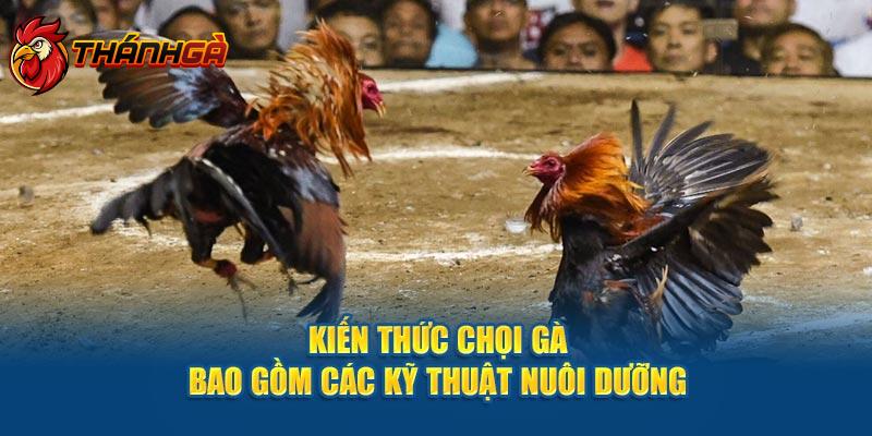 Kiến thức chọi gà bao gồm các kỹ thuật nuôi dưỡng