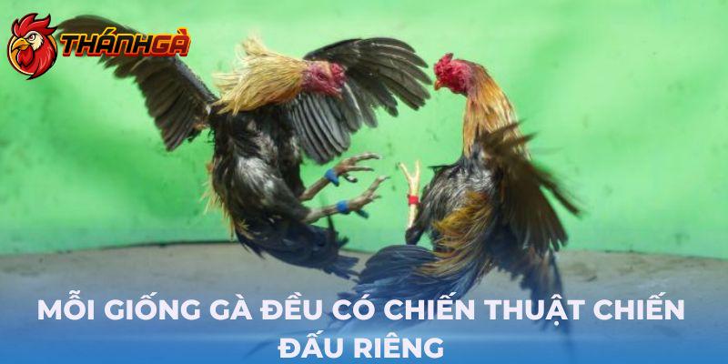 Mỗi giống gà đều có chiến thuật chiến đấu riêng