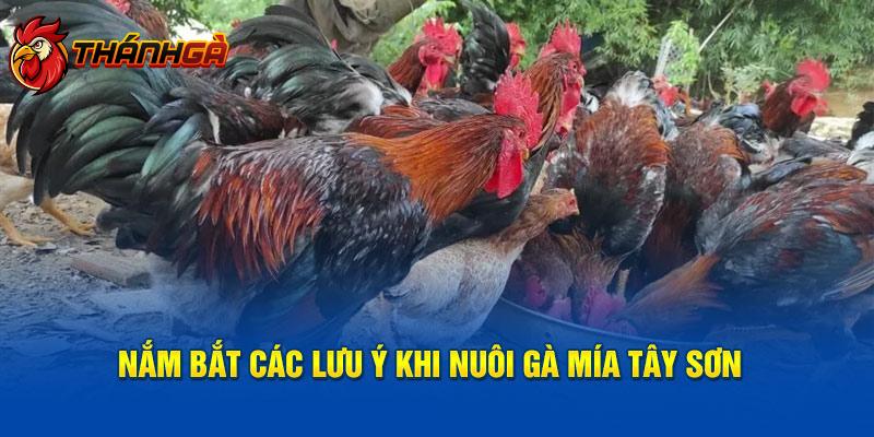 Nắm bắt các lưu ý khi nuôi gà mía Tây Sơn