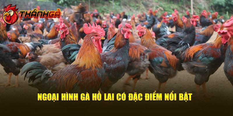 Ngoại hình gà Hồ Lai có đặc điểm nổi bật