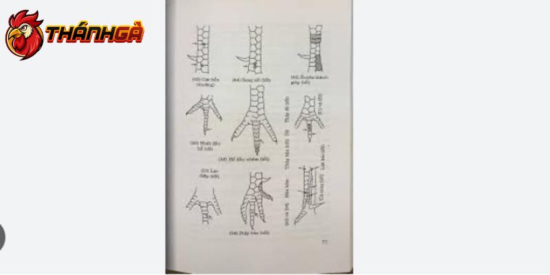 Cuốn sách chia sẻ kiến thức chọi gà cực hay