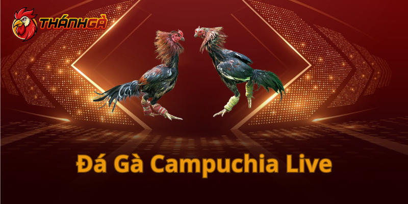 Đá Gà Campuchia Live đỉnh cao