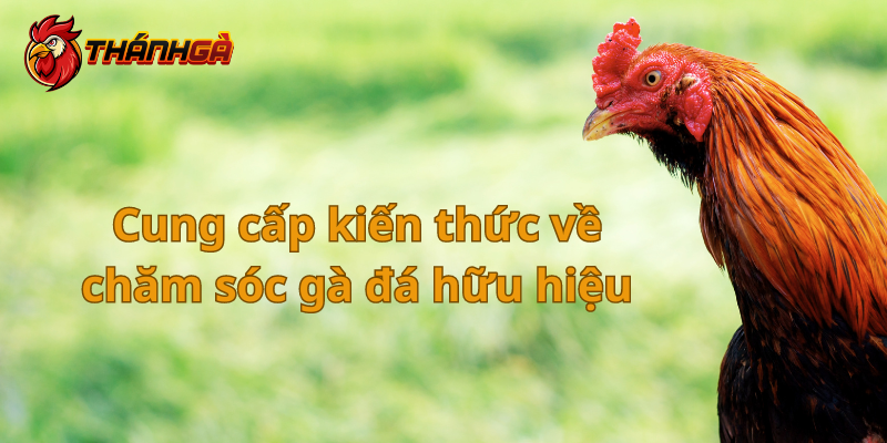 Cung cấp kiến thức đá gà hữu hiệu