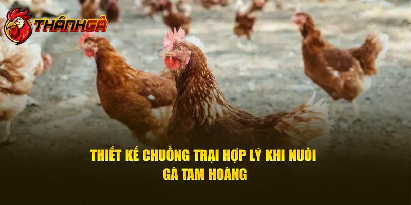 Thiết kế chuồng trại hợp lý khi nuôi gà Tam Hoàng