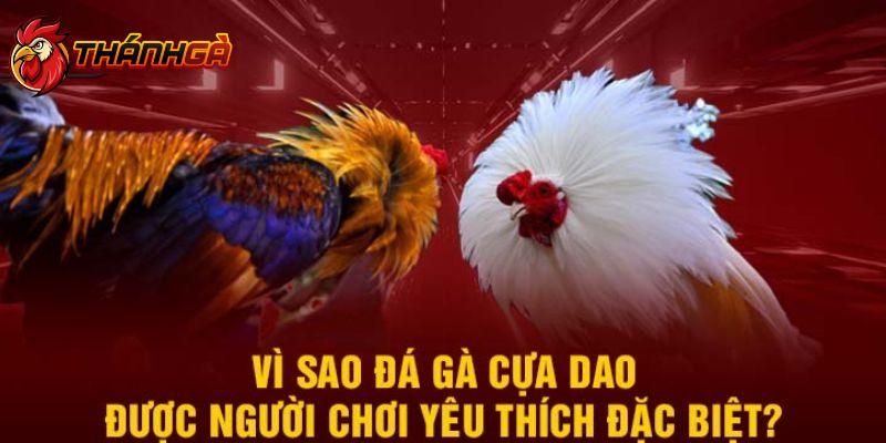 Tìm hiểu đặc điểm và giải mã vì sao đá cựa dao được yêu thích